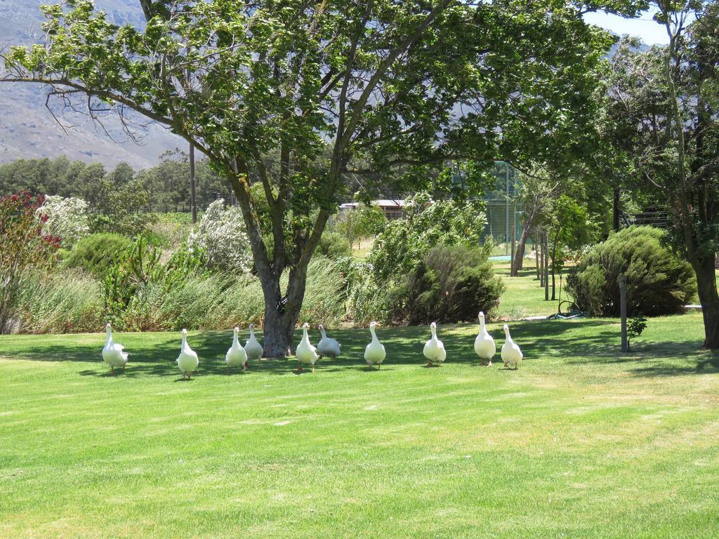 Seven Oaks Vineyard Cottages Wolseley Buitenkant foto