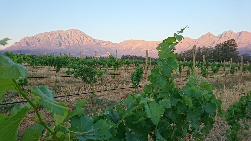 Seven Oaks Vineyard Cottages Wolseley Buitenkant foto