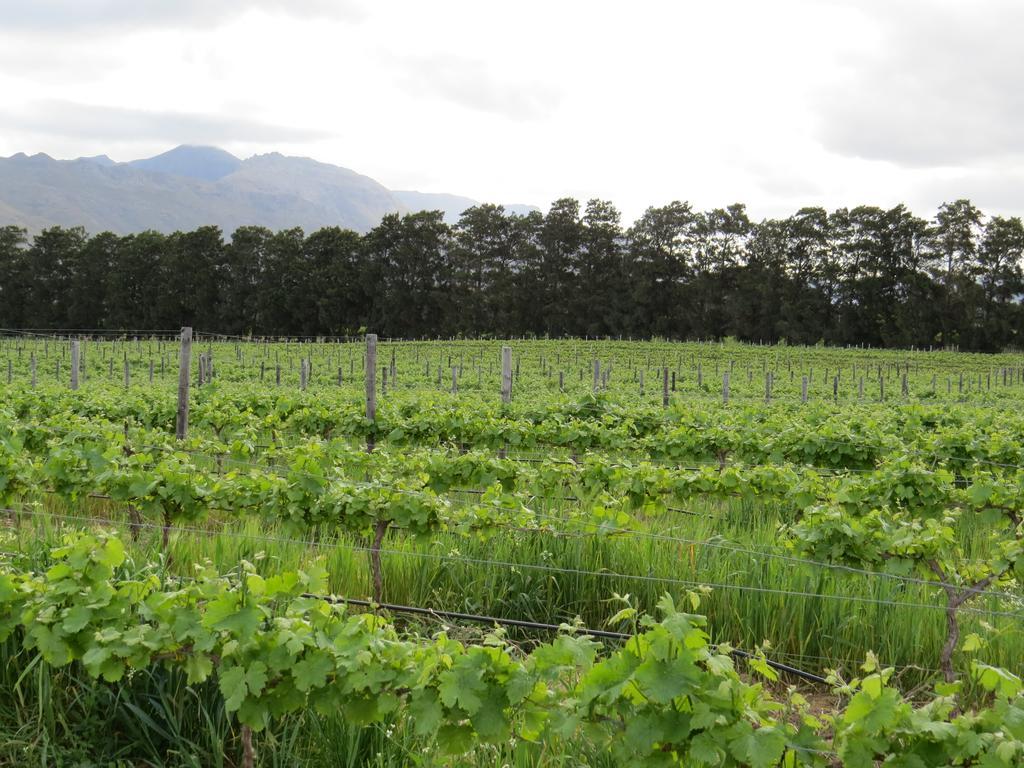 Seven Oaks Vineyard Cottages Wolseley Buitenkant foto