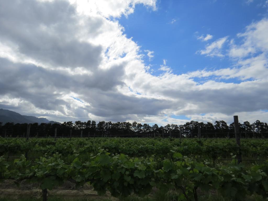 Seven Oaks Vineyard Cottages Wolseley Buitenkant foto